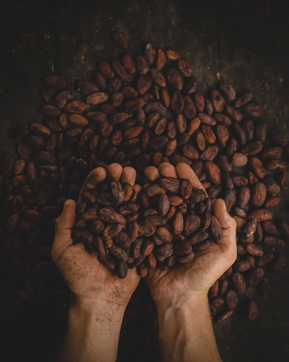 Hands holding cocoa beans.jpg